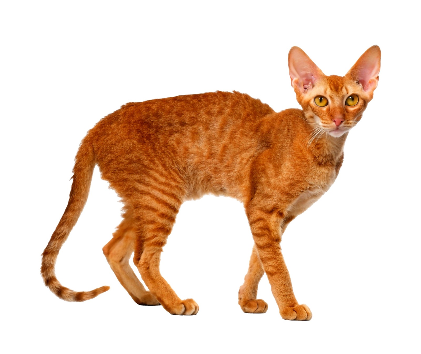 Tennessee rex v elegantním postoji